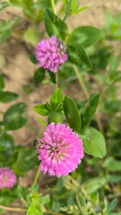 blooming clover with pink flowers close up