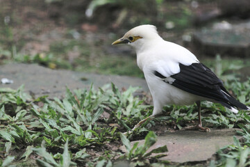 Beautiful white starling (Acridotheres melanopterus), with a white body and partly black wings in the cage.