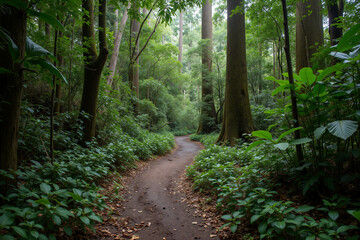Fototapeta premium Muddy jungle path with sunlight filtering through trees