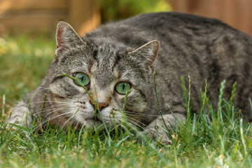 Vigilant tabby cat lurking in grass