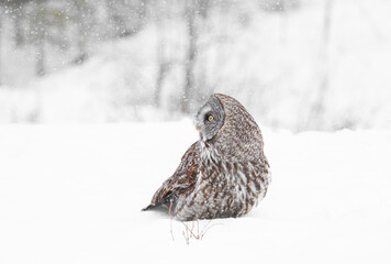 Great grey owl sitting in an open snowy field in winter in Canada