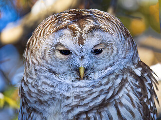 Portrait of a Barred owl with frost covered face perched on a branch. 