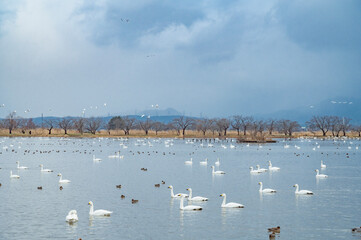 新潟　朝の瓢湖（阿賀野市）