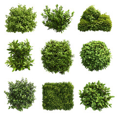 Set of lush garden bushes cut out, isolated on white background, nature elements isolated 