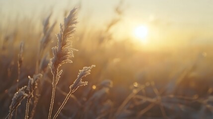 Early sunlight sparkling on the grass coated with frost.