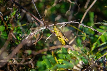 Photo of a grasshopper on lush green bushes