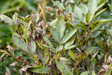 Brown rot of garden peonies. Leaves of a tree-like peony with signs of fungal diseases on the...