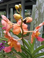 Vanda denisoniana, Orchid vandaceous species , A beautiful fragrant Vanda species from Yunnan China, Myanmar, Thailand, Laos and Vietnam