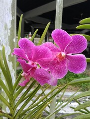 Vanda sanderiana is a species of orchid. It is commonly called Waling-waling in the Philippines and is also called Sander's Vanda