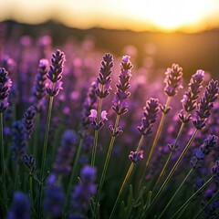 Beautiful lavender flowers field in sunset