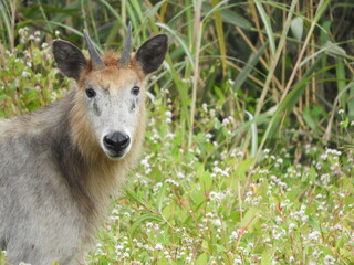 ニホンカモシカ