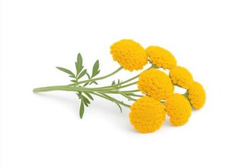 Vibrant yellow marigold flowers arranged elegantly on a white background, perfect for floral design