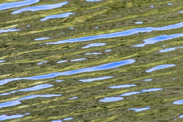 A water surface with little waves of a lake with green and blue reflections