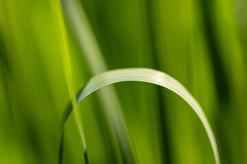 Close-up of a curved slender blade of grass