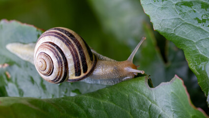 Close-up of a white-lipped snail (Cepaea hortensis)
