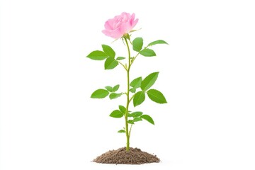 A delicate pink rose growing from rich soil, symbolizing beauty and growth in a serene environment