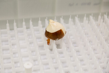 special boxes for forcing tulip bulbs on an industrial scale