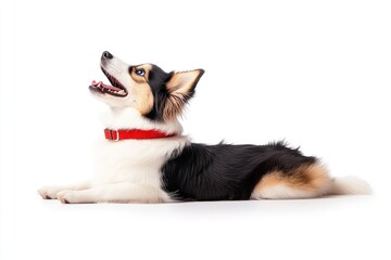 Playful corgi dog lying on white background, looking up with excitement, showcasing its vibrant personality