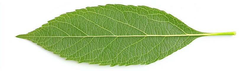 A fresh green leaf showcasing beautiful details and textures on a white background.