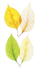 Obraz premium Delicate Autumn Leaves: A Vibrant Display of Nature's Art