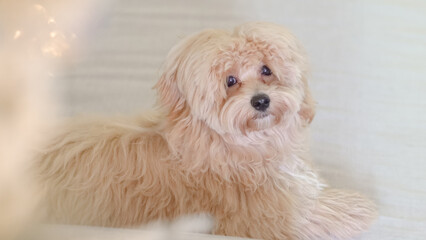 A fluffy untrimmed Maltipoo dog resting at home in a cozy environment.
