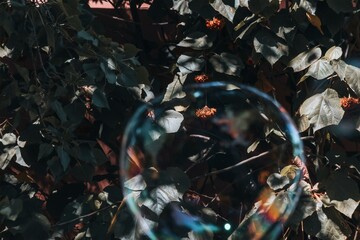 Fototapeta premium Bubbles Reflecting Light in a Tranquil Forest