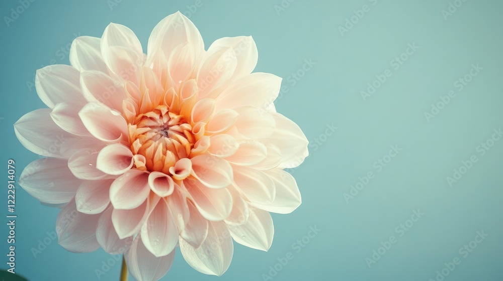 Poster Close up of a delicate flower with soft petals showcasing freshness and beauty against a minimalistic background ideal for text placement
