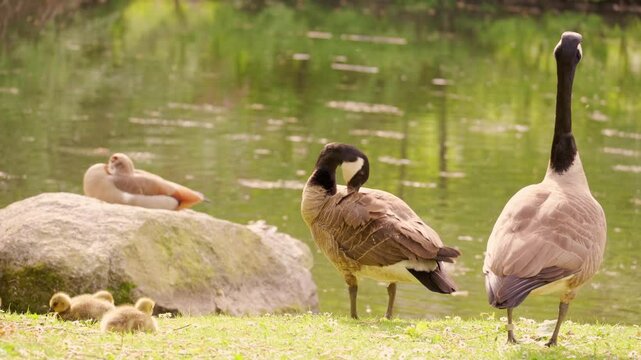 ducklings huddled together under mother duck's protective wings, conveying sense warmth and security, Goslings Canada goose cuddling together, family idyll