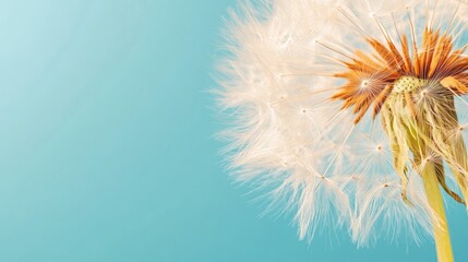 Fluffy dandelion flower on a blue background highlighting intricate details and empty space for promotional text or creative designs
