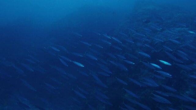 School of bait fish swim in the sea