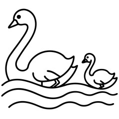 two swans on the water