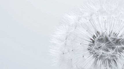 Close up of a dandelion flower head with delicate white seeds on a soft background perfect for adding text or captions