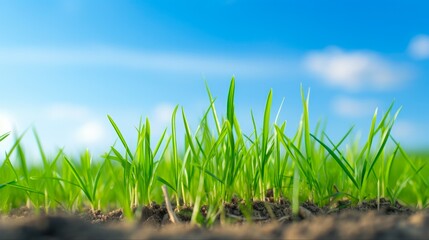 Obraz premium Beauty of Nature: Low Angle View of Grass Growing in Sunlit Field