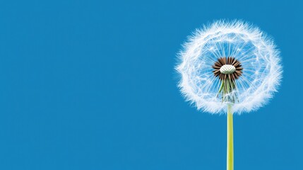 Dandelion close up with white seeds on flower head against a blue background providing ample empty space for text or graphics