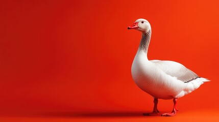 Fototapeta premium Indigenous Shenxian Grey Goose standing against vibrant red background with ample space for text or branding.