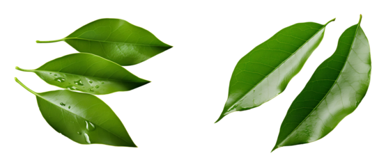 green leaves set PNG. green leaf top view isolated. green vegetal leaf flat lay isolated. Green natural leaf showcasing natural and vibrant hues ideal for designs centered on organic themes