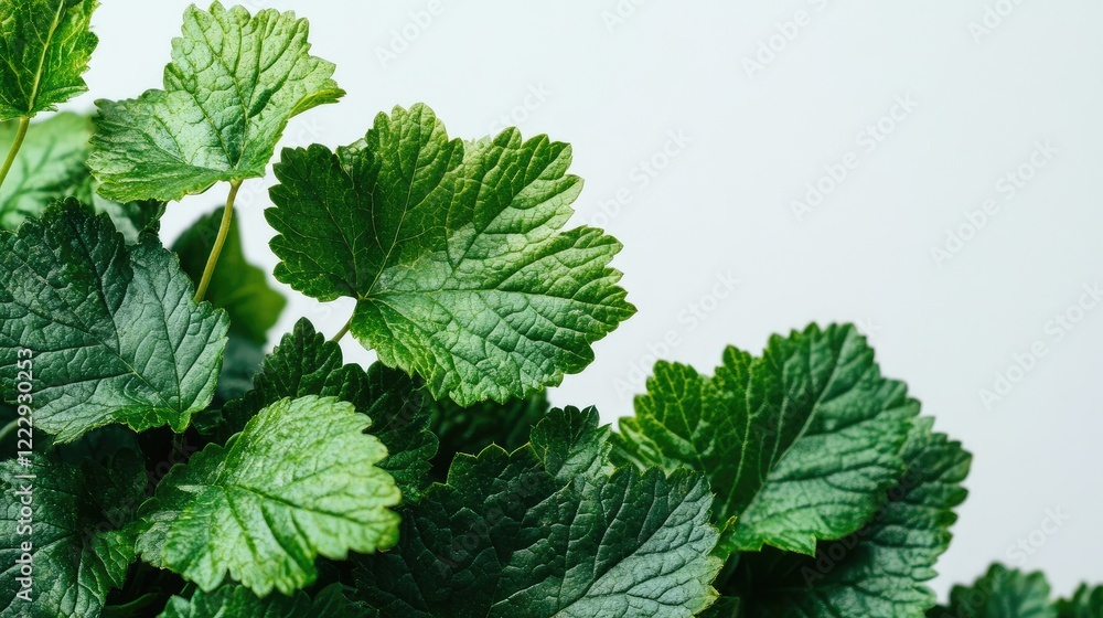 Poster macro photograph of vibrant green leaves with ample negative space for text or graphic overlay in a 