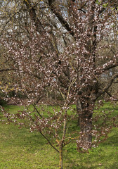 Ornamental plum with brown leaves and white flowers in the spring garden, April.