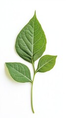 Obraz premium Close-up of vibrant green leaf, showcasing intricate details and natural beauty.