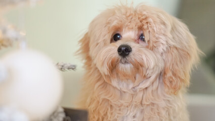 A fluffy untrimmed Maltipoo dog resting at home in a cozy environment.