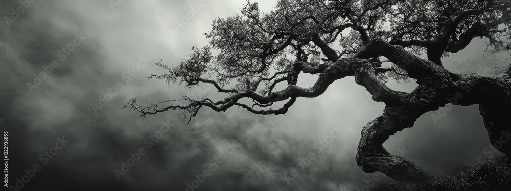 Poster twisted branches of a grand tree against a moody sky providing ample space for text and dramatic vis