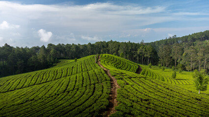 Scenic Aerial photo of split tea garden with trail in the middle located in west java lembang