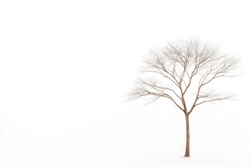 Obraz premium Lonely tree stands against blank white background, embodying sol