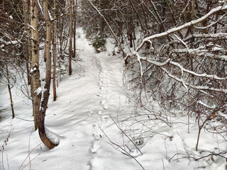 Snowy forest path with animal tracks leading through trees on a cold winter day