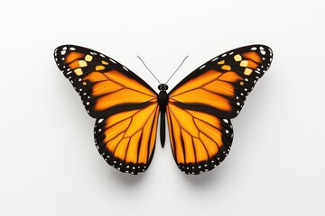 Bright orange butterfly displays intricate wing patterns against
