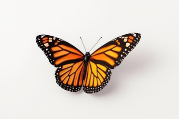Bright orange butterfly with intricate black patterns resting on
