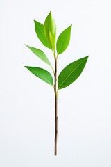 Delicate green leaves on slender stem create fresh and natural v