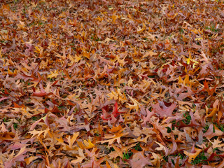 Herbstimpression vom Hohenstein in Witten