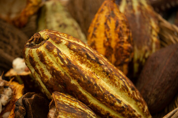 Cloudy day time view of a collection of cacao bean pods, the foundation of chocolate making.