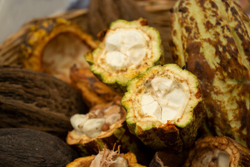 Cloudy day time view of a collection of cacao bean pods, the foundation of chocolate making.